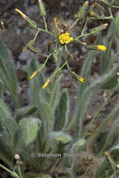 hieracium horridum 5 graphic